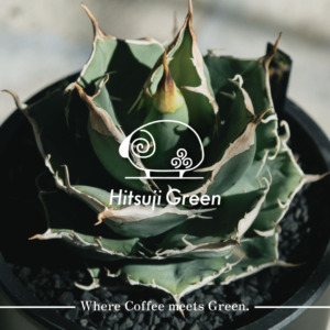 Hitsuji Green | アガベ・塊根植物・観葉植物 | ひつじ珈琲公式
